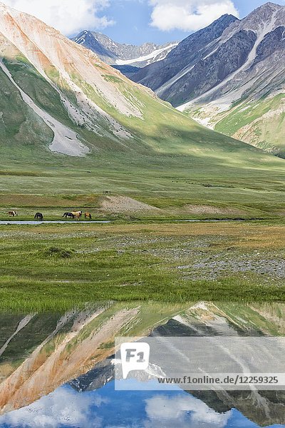 Pferdeherde (Equus) auf einer Wiese  Berge spiegeln sich im Wasser  Naryn-Schlucht  Region Naryn  Kirgisistan  Asien