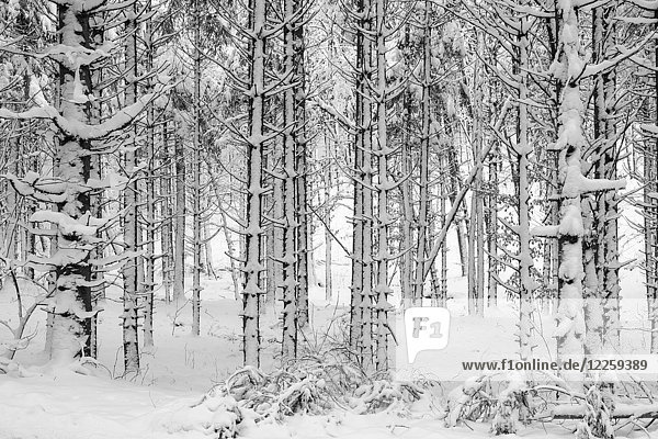 Baumstämme  schneebedeckter Mischwald  bei Dietramszell  Oberbayern  Bayern  Deutschland  Europa