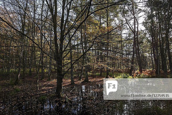 Moorlandschaft mit herbstlichen Bäumen im Osterwald  Gegenlicht  Zingst  Fischland-Darß-Zingst  Nationalpark Vorpommersches Haffgebiet  Mecklenburg-Vorpommern  Deutschland  Europa