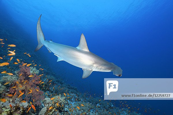 Scalloped Hammerhead (Sphyrna lewini) floats over coral reef  Red Sea  Egypt  Africa