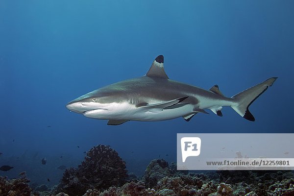 Blacktip reef shark (Carcharhinus melanopterus) over coral reef  Pacific Ocean  Moorea  Windward Islands  French Polynesia  Oceania