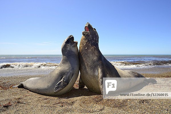 Südliche Seeelefanten (Mirounga leonina)  streitend  Hierarchie  Isla Escondida  Chubut  Argentinien  Südamerika