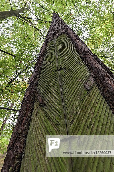 Kiefer (Pinus) mit Harzgewinnung bis 1990  Darßer Wald  Darß  Fischland-Darß-Zingst  Nationalpark Vorpommersches Haffgebiet  Mecklenburg-Vorpommern  Deutschland  Europa