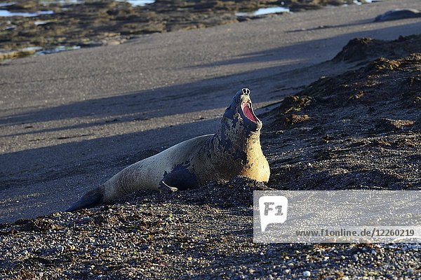 Südlicher Seeelefant (Mirounga leonina) liegt gähnend am Strand  Isla Escondida  nahe Trelew  Chubut  Argentinien  Südamerika