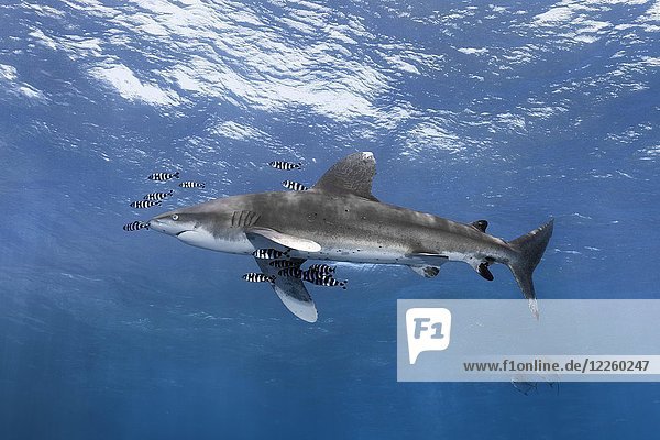 Ozeanischer Weißspitzenhai (Carcharhinus longimanus) umgeben von Lotsenfischen (Naucrates ductor) schwimmt im offenen Meer  Rotes Meer  Ägypten  Afrika