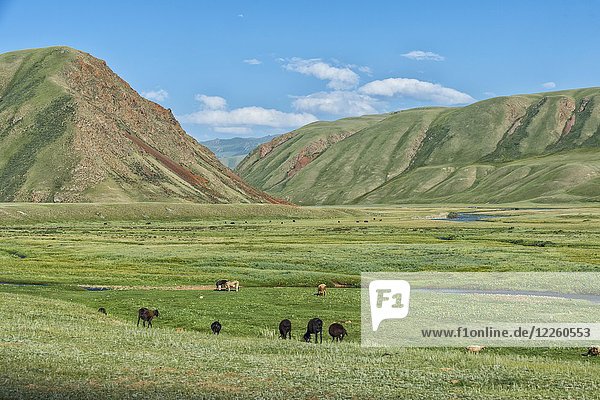 Schafherde auf der Weide an einem Bergfluss  Naryn-Schlucht  Region Naryn  Kirgisistan  Asien
