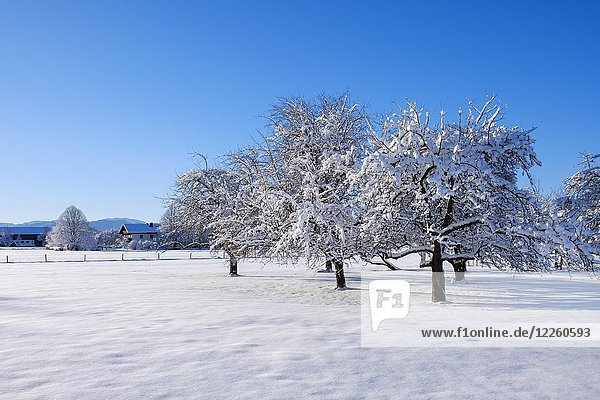 Schneebedeckte Apfelbäume  Tattenkofen bei Dietramszell  Oberbayern  Bayern  Deutschland  Europa
