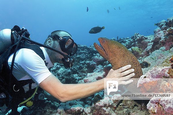 Diver reaches for Giant moray (Gymnothorax javanicus)  Pacific Ocean  Moorea  Windward Islands  French Polynesia  Oceania