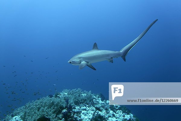 Fuchshai (Alopias vulpinus)  schwimmt über Korallenriff  Rotes Meer  Ägypten  Afrika