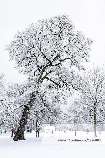 Schneebedeckte Bäume im Park  Englischer Garten  München  Deutschland  Europa