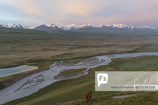 Ziegen grasen an einem Hang  Sary Jaz-Tal bei Sonnenaufgang  Region Issyk Kul  Kirgisistan  Asien