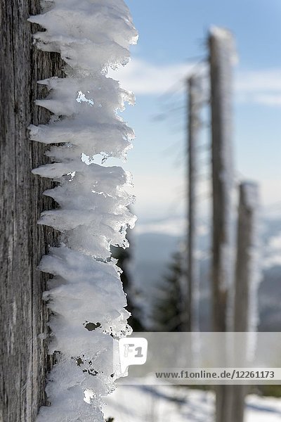 Schneefahnen auf einem toten Baumstamm  Lusen  Nationalpark Bayerischer Wald  Bayern  Deutschland  Europa