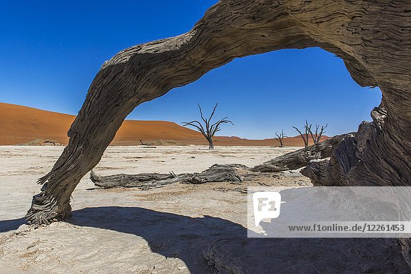 Tote Kameldornen (Acacia erioloba) vor Sanddünen  Dead Vlei  Sossusvlei  Namib-Wüste  Namib-Naukluft-Nationalpark  Namibia  Afrika