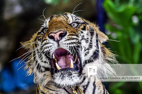 Tiger (Panthera tigris)  in Gefangenschaft  brüllend  Tierporträt  Pattaya  Thailand  Asien