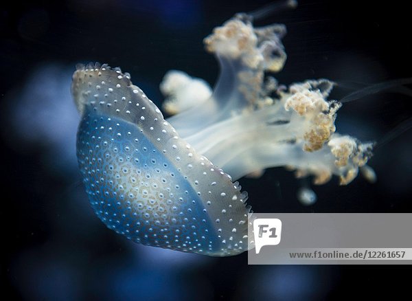 Weißgefleckte Qualle (Phyllorhiza punctata)  schwarzer Hintergrund  in Gefangenschaft