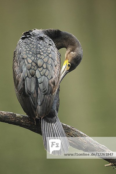 Großer Kormoran (Phalacrocorax carbo) sitzt auf einem Ast zur Federpflege  Allgäu  Bayern  Deutschland  Europa
