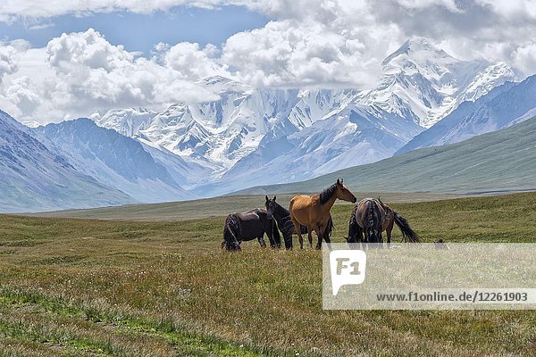 Horses grazing in front of Tien Shan snow-capped mountains  Sary Jaz valley  Issyk Kul region  Kyrgyzstan  Asia