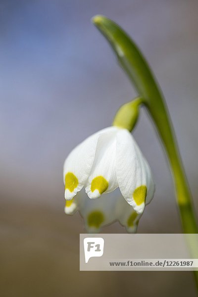 Frühlingsschneeflocke (Leucojum vernum)  Blüte  Nordrhein-Westfalen  Deutschland  Europa