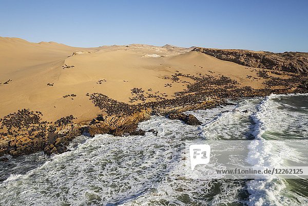 Kolonie der Kap-Pelzrobbe (Arctocephalus pusillus) an der Küste der Namib-Wüste  Luftaufnahme  Namib-Naukluft-Nationalpark  Namibia  Afrika