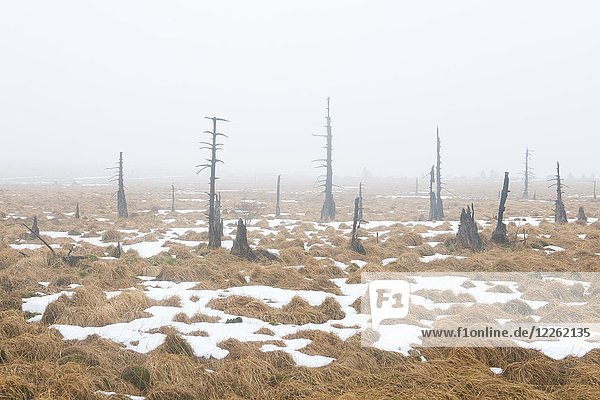 Abgestorbene Kiefern (Pinus sylvestris) im Nebel im Moor  Noir Flohay  Hohes Venn  Belgien  Europa