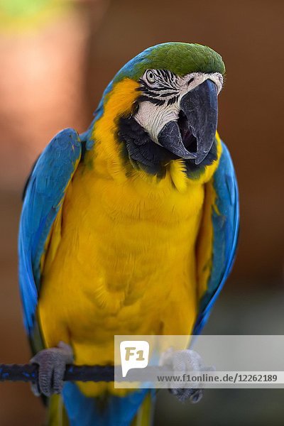 Blauer und gelber Ara (Ara ararauna) sitzt auf einer Stange  in Gefangenschaft