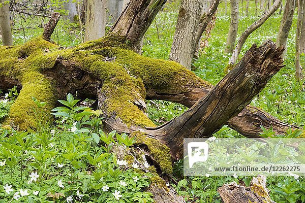 Moosbedeckte Rotbuche (Fagus sylvatica)  Totholz  Nationalpark Hainich  Thüringen  Deutschland  Europa