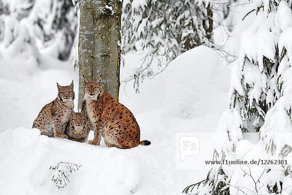 Eurasische Luchse (Lynx lynx)  Mutter sitzt mit Jungtieren im Schnee  in Gefangenschaft  Deutschland  Europa
