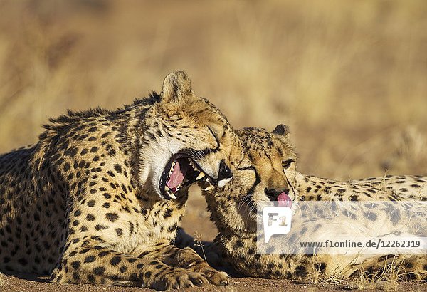 Cheetahs (Acinonyx jubatus)  two brothers  grooming and yawning  captive  Namibia  Africa