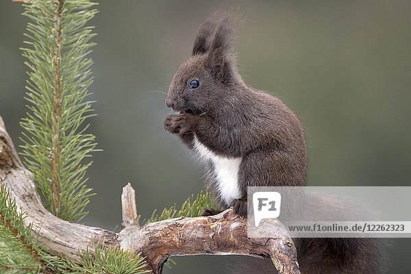 Rotes Eichhörnchen (Sciurus vulgaris) sitzt auf einem Zweig einer Kiefer (Pinus) und frisst eine Nuss  Tirol  Österreich  Europa