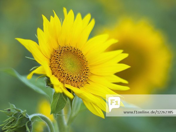 Sonnenblume (Helianthus)  Nordrhein-Westfalen  Deutschland  Europa