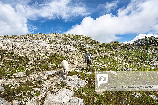 Schaf und Wanderer auf dem Wanderweg  Klafferkessel  Schladminger Höhenweg  Schladminger Tauern  Schladming  Steiermark  Österreich  Europa