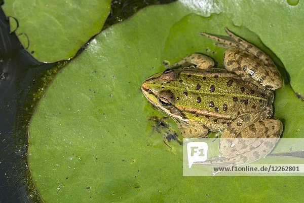 Grüner Frosch (Rana esculenta)  sitzt auf Teichlilienblatt im Wasser  Burgenland  Österreich  Europa