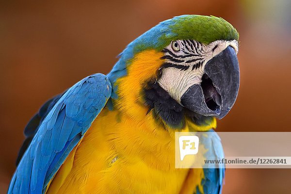 Blauer und gelber Ara (Ara ararauna)  Tierporträt  in Gefangenschaft