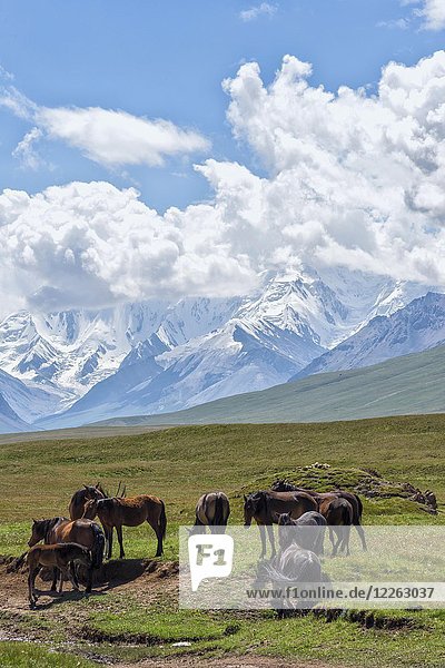 Pferde grasen vor den schneebedeckten Bergen des Tien Shan  Sary Jaz-Tal  Region Issyk Kul  Kirgisistan  Asien