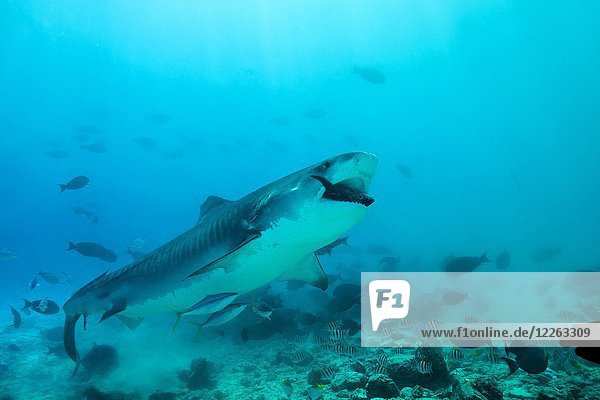 Tigerhai (Galeocerdo cuvier) frisst Thunfisch  Fuvahmulah Atoll  Indischer Ozean  Malediven  Asien