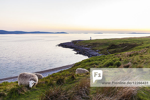 Großbritannien,  Schottland,  Highland,  Loch Broom,  bei Ullapool,  Rhue Lighthouse,  Schafe auf Wiese im Abendlicht