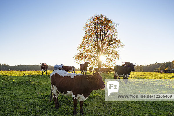 Germany  Bavaria  Upper Bavaria  Alpine foothills  cow pasture in Peretshofen at sunrise
