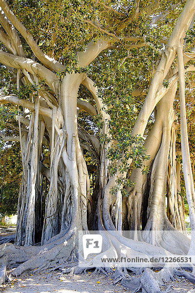 Italien  Sizilien  Palermo  Giardino Garibaldi  alter Feigenbaum  Ficus magnolioides
