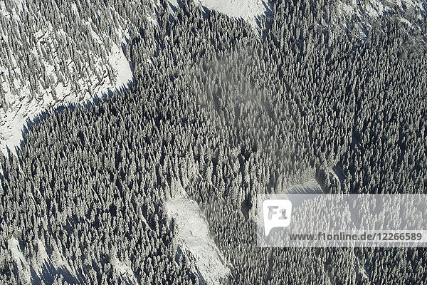 Österreich Salzkammergut Luftaufnahme Nadelwald im Winter