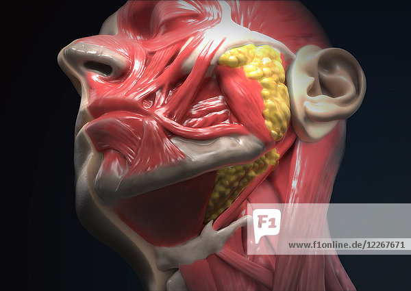 Anatomie des menschlichen Kopfes  Illustration