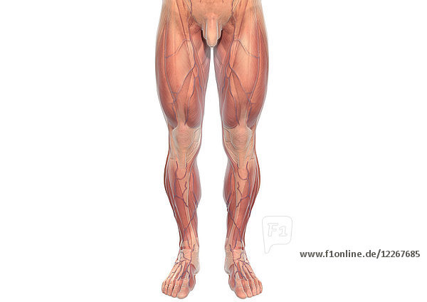 Menschliche Beinmuskeln eines Mannes  Illustration