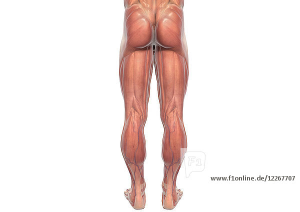 Muskeln der Beine eines Mannes  Illustration