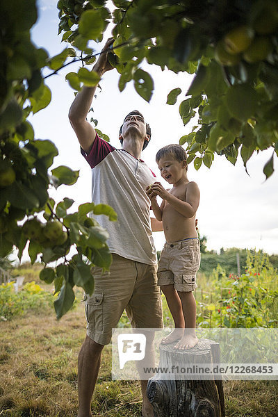 Vater und Sohn pflücken Birnen im Garten  Langley  British Columbia  Kanada