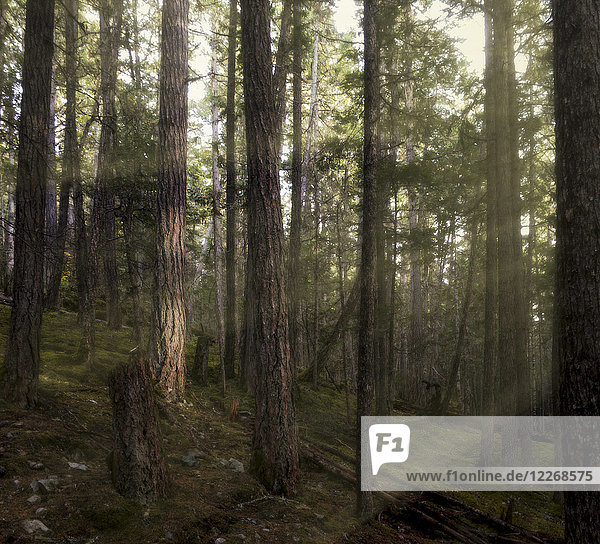 Sonnenstrahl zwischen Bäumen im Wald  Whistler  British Columbia  Kanada