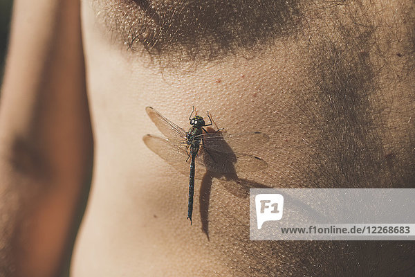 Libelle (Anisoptera) auf dem Bauch eines Mannes,  Harrison Hot Springs,  British Columbia,  Kanada