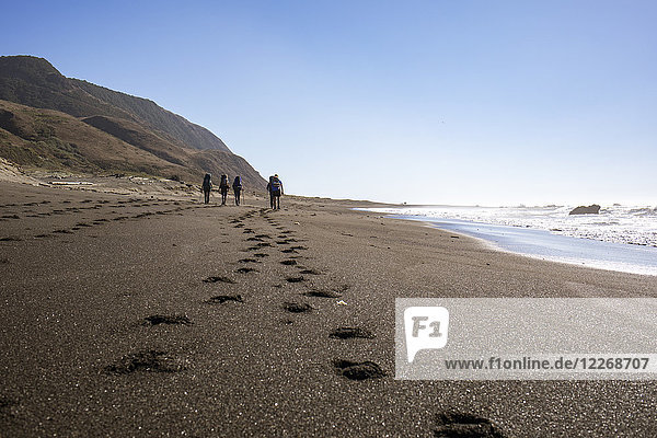 Clear sky over group of hikers trekking along sandy beach of Lost Coast  California  USA