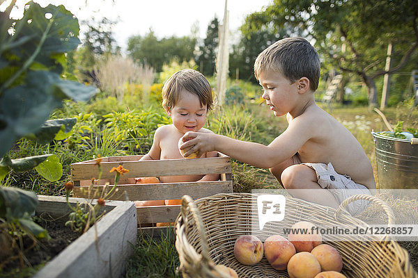 Two little shirtless boys playing in garden and collecting peaches  Langley  British Columbia  Canada