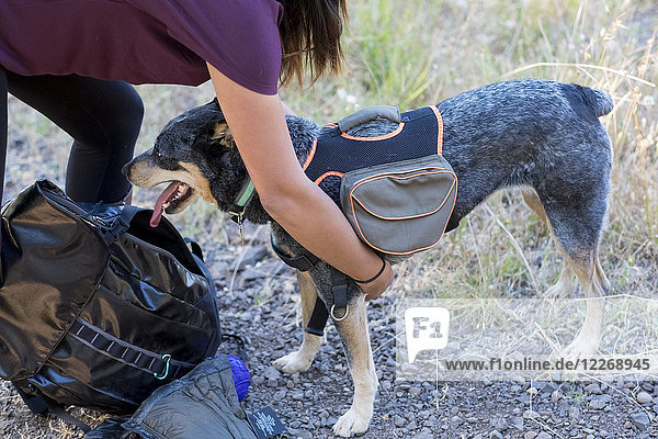 Woman attaching hiking dog backpack  Mount Pisgah  Oregon  USA