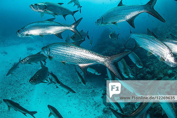 Unterwasseraufnahme von schwimmenden großen Tarponfischen  Quintana Roo  Mexiko
