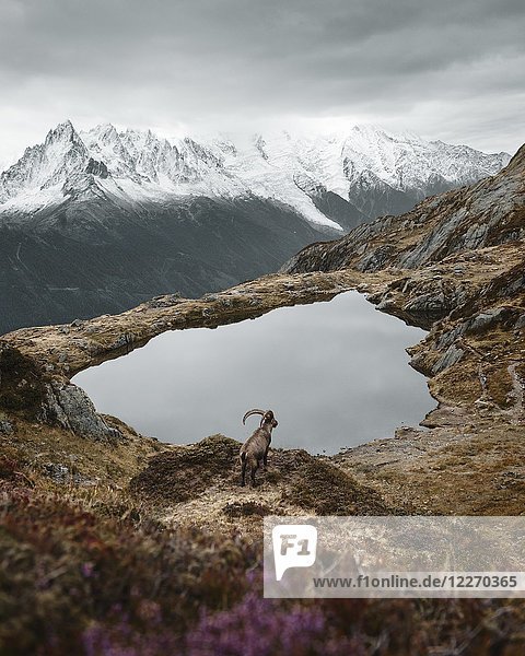 Ibex by lake on hilltop  Chamonix  Rhone-Alpes  France